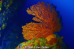 Palmate sea fan at a newly discovered dive site in the mi... by Peet J Van Eeden 